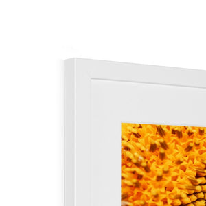 Sun flower 1