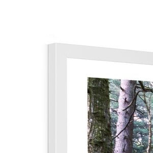 Tranquil autumn woodland