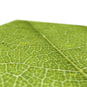 Leaf fractal