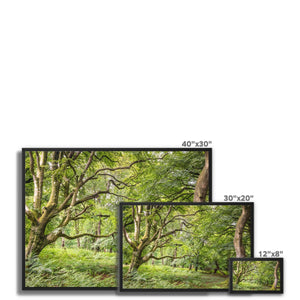 Green forest landscape