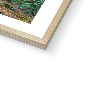 Deep forest landscape