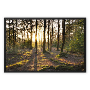 Evening forest sun