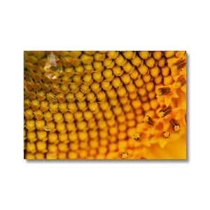 Sun Flower 3