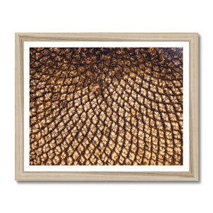Sun Flower seed pattern