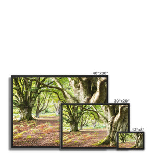 Wise old beeches