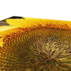 Sun Flower 2