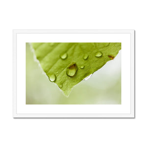 Leaf droplets 4