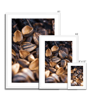 Sun Flower seeds shells 2