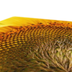 Sun Flower 2