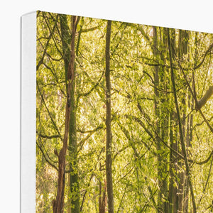 Deep forest shadows
