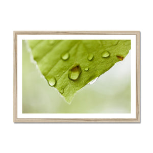 Leaf droplets 4