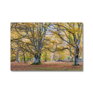 Autumn Beeches