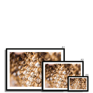 Sun Flower seeds 3