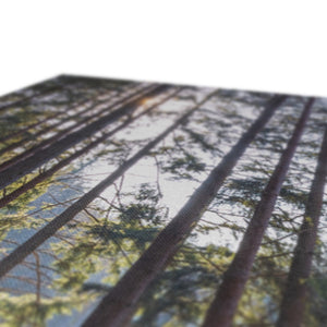 Shadows of the pines