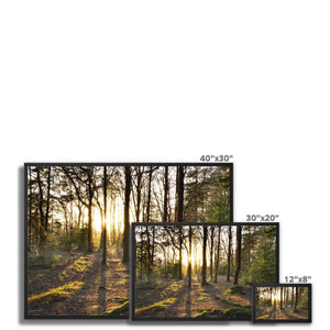 Evening forest sun