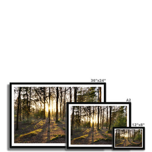 Evening forest sun