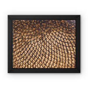 Sun Flower seed pattern