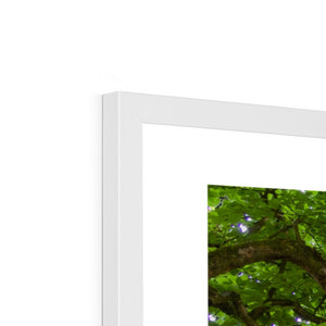 Emerald canopy forest scene