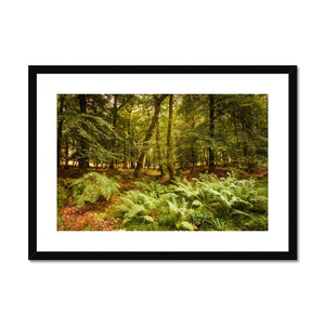 Fern view