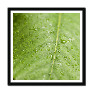Leaf droplets