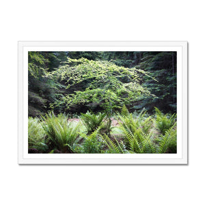 Baby Beech spring