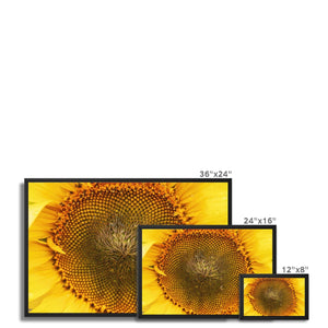 Sun Flower 2