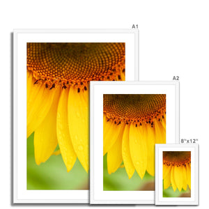 Sun Flower 4