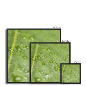 Leaf droplets 2