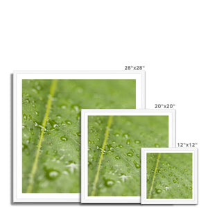 Leaf droplets 2