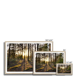 Evening forest sun