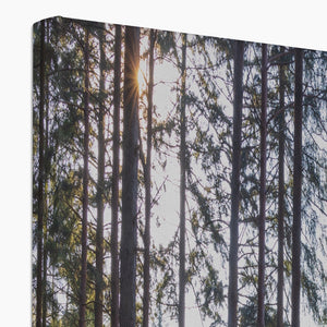 Shadows of the pines