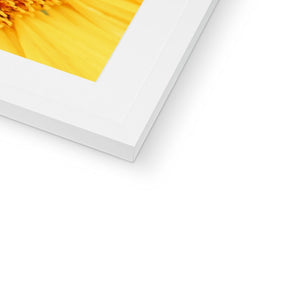Sun flower 1