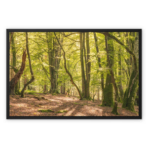 Deep forest shadows