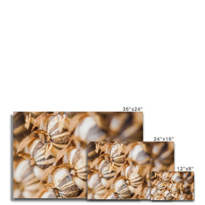 Sun Flower seeds 3