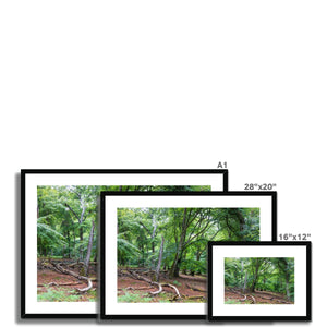 Deep forest landscape