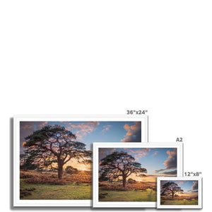 Sunset forest landscape