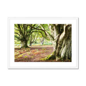 Wise old beeches