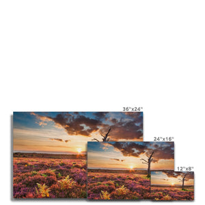 Heather Sunset