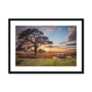 Sunset forest landscape