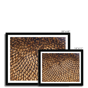 Sun Flower seed pattern