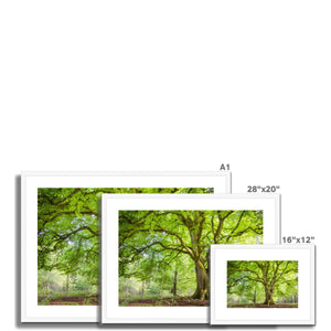 Emerald canopy forest scene
