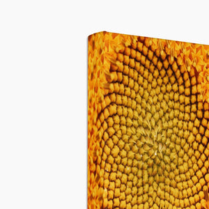 Sun flower 1