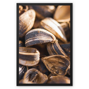 Sun Flower seeds shells
