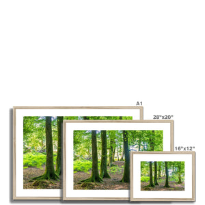 Spring Beeches