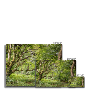 Green forest landscape