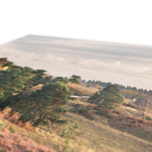 Autumn forest landscape