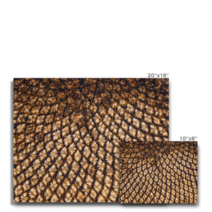 Sun Flower seed pattern