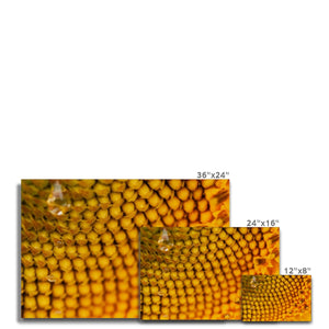 Sun Flower 3