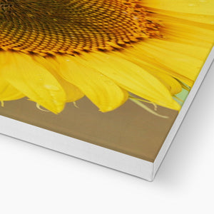 Sun Flower 2