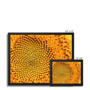 Sun flower 1
